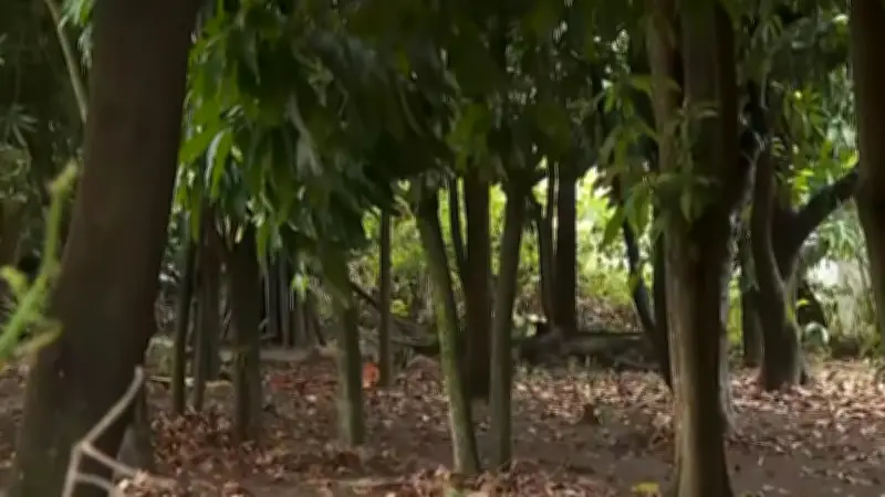 Obra viária em Rio Claro gera polêmica pelo corte de árvores