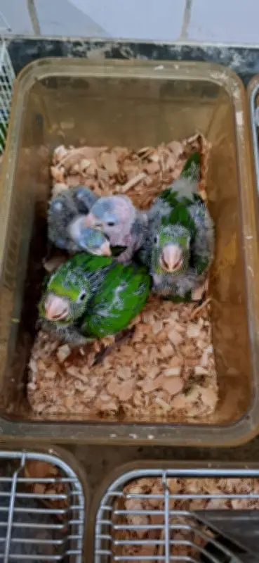 Oito animais silvestres são devolvidos à natureza em Volta Redonda
