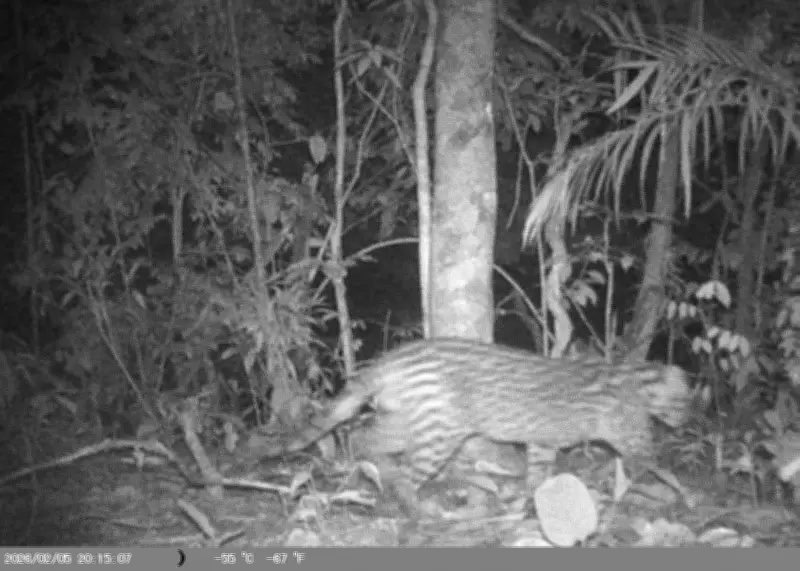 Onça-parda, jaguatirica e irara são filmadas em Barra do Piraí