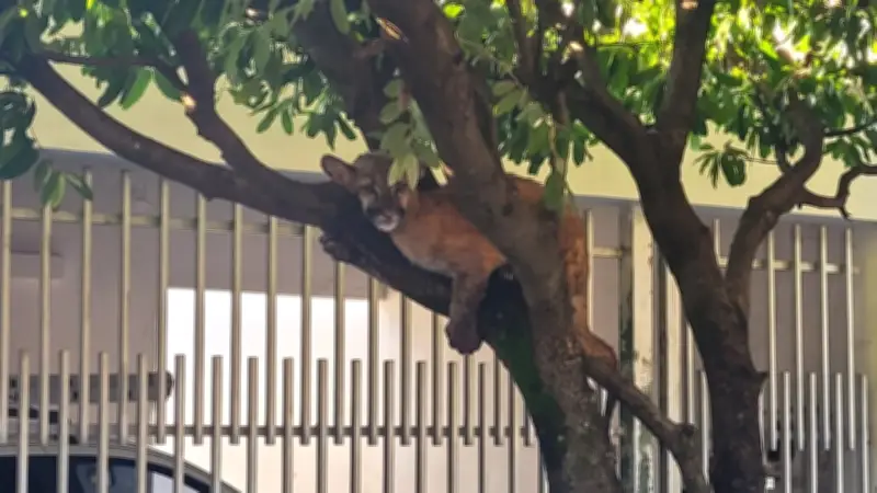 Onça-parda é resgatada após ser encontrada 'descansando' em árvore em Birigui