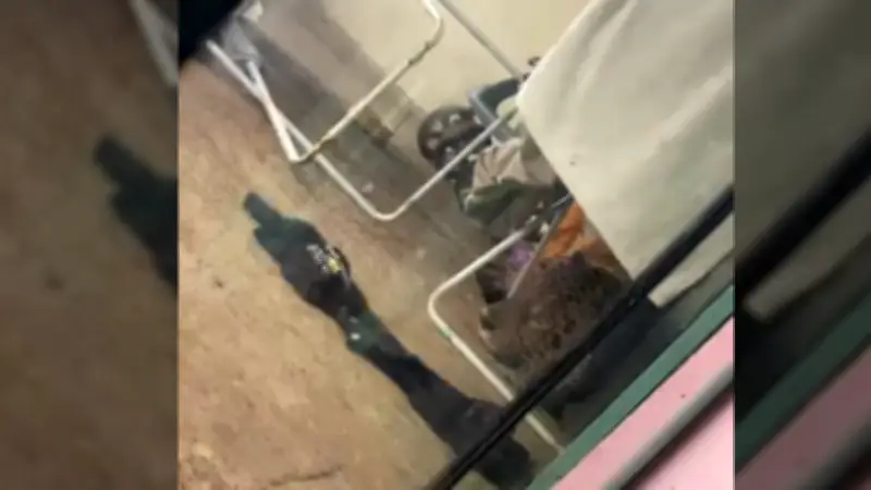 Onça-pintada encontrada embaixo de varal de roupas em Foz do Iguaçu