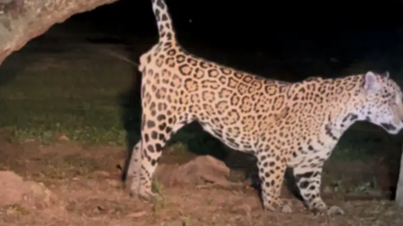 Onça-pintada é flagrada esguichando urina em árvore no Pantanal