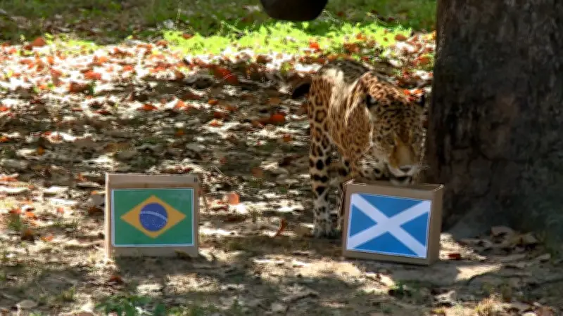 Onça-pintada Tupã 'prevê' vitória de virada do Brasil contra a Escócia na Copa 2026