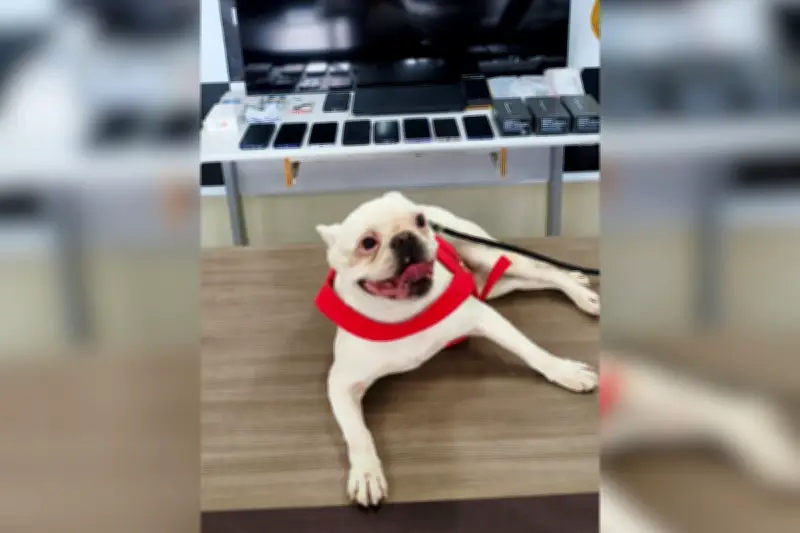 Operação 'Black Friday' apreende 50 itens e recupera cão em Presidente Prudente