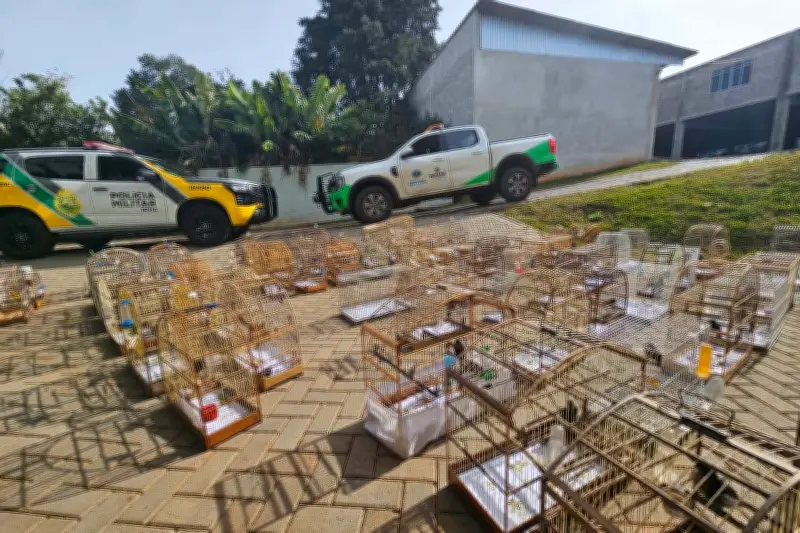 Operação resgata 95 aves e prende criador por maus-tratos no Paraná