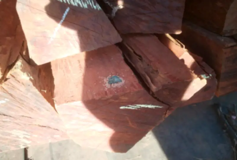 Operação Timber Shield: maior apreensão de cocaína do Brasil pode chegar a 50 toneladas