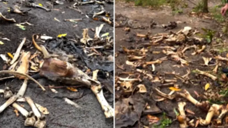 Ossadas de bois e cavalos: polícia investiga venda clandestina de carne no ES