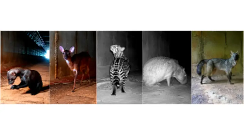 Passarela para fauna no Aeroporto de BH reduz atropelamentos em 83%