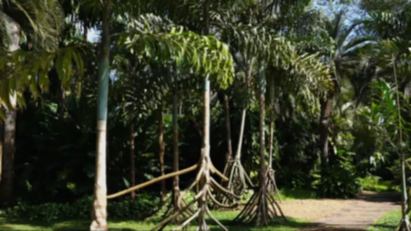 Paxiúba: a palmeira que 'anda' na Amazônia, mas é só ilusão