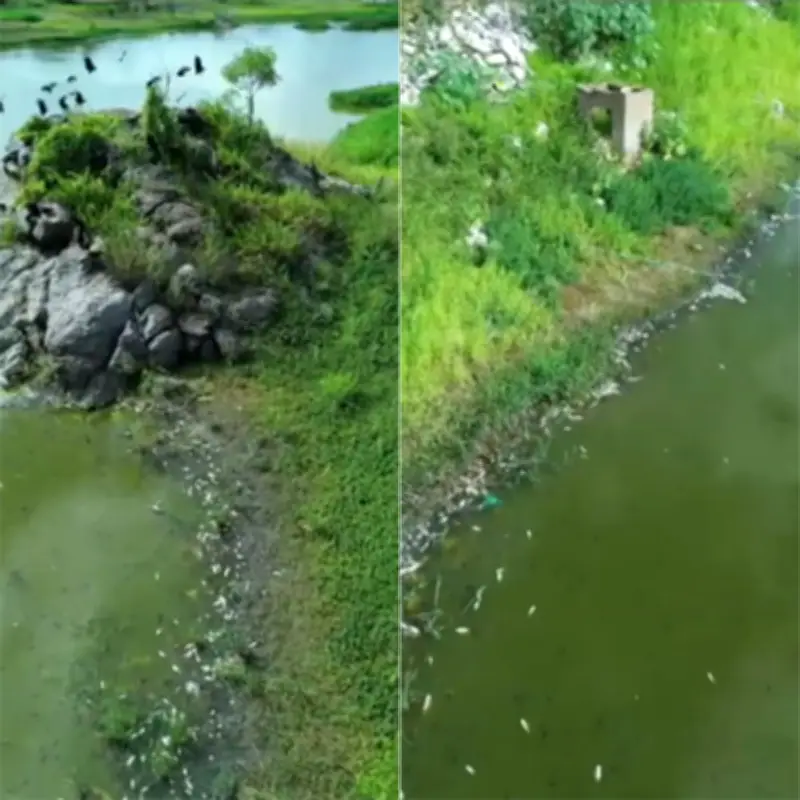 Peixes mortos em açude no RN; Igarn investiga causa