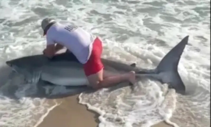 Pescador monta em tubarão-branco de 2,4m e o solta em segundos