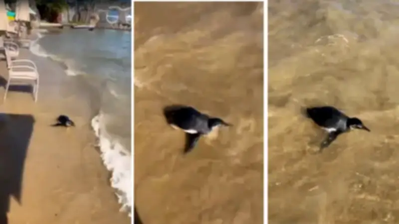 Pinguim aparece na areia de praia em Ilhabela e encanta banhistas