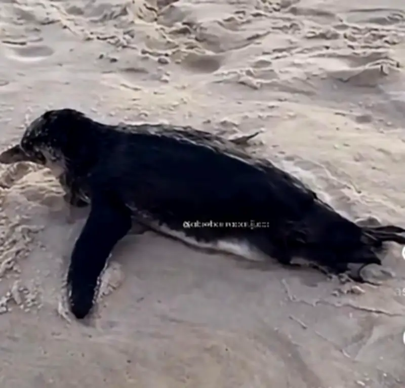 Pinguim morre na Barra da Tijuca antes de receber atendimento