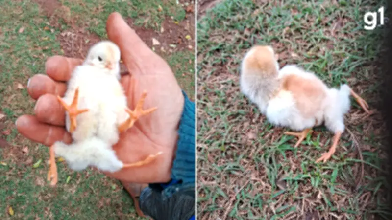 Pintinho com quatro patas nasce no RS e chama atenção