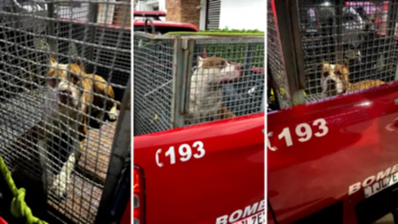 Pitbull ataca vira-lata e é capturado por bombeiros em Caraguatatuba