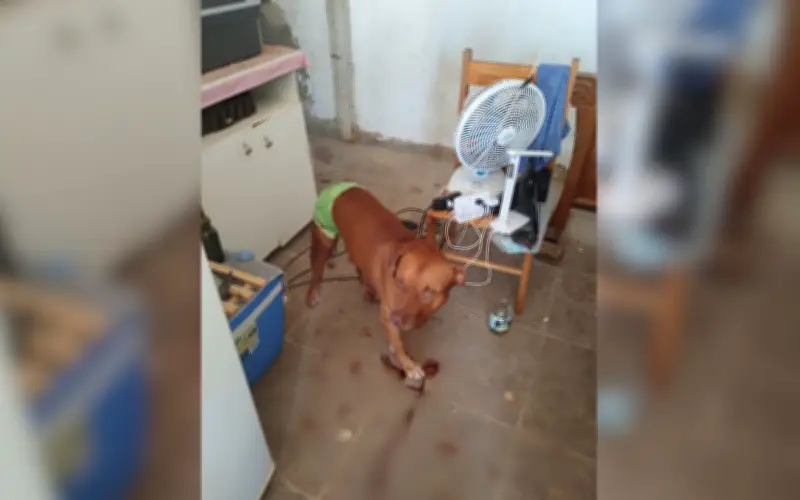 Pitbull salva idoso de agressão do filho em São José do Rio Preto