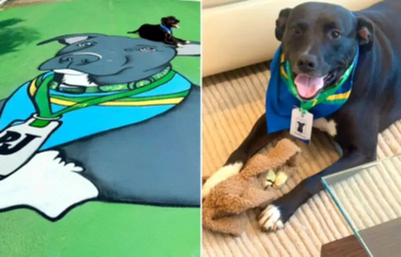 PJ, o cão vira-lata que virou mascote da seleção e espanta a 'maldição do gato'