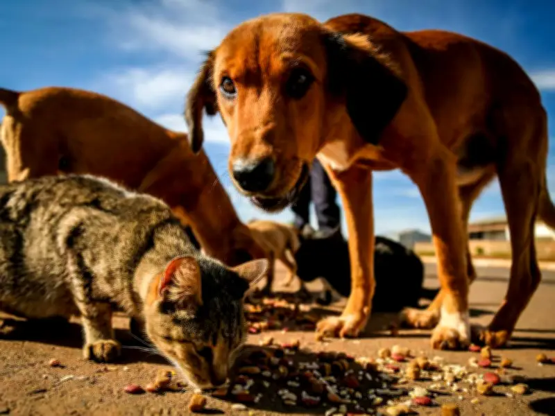 PL que garante água e comida para animais de rua é aprovado no Acre