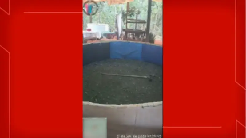 PM desarticula rinha de galos e apreende 40 aves em Planaltina