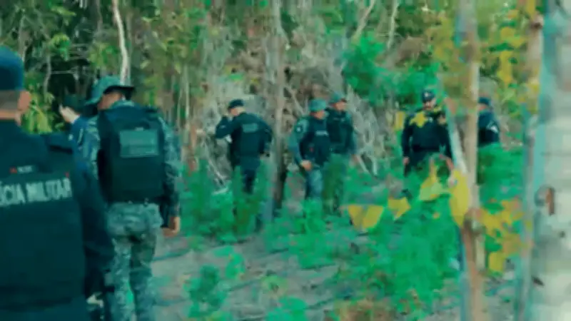 PM encontra 5 mil pés de maconha em fazenda invadida no MT