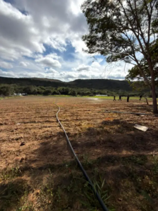 Polícia apreende 1,8 tonelada de maconha e estrutura de cultivo em MG