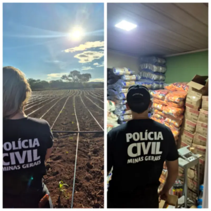 Polícia Civil desmantela mais uma plantação de maconha em Minas Gerais
