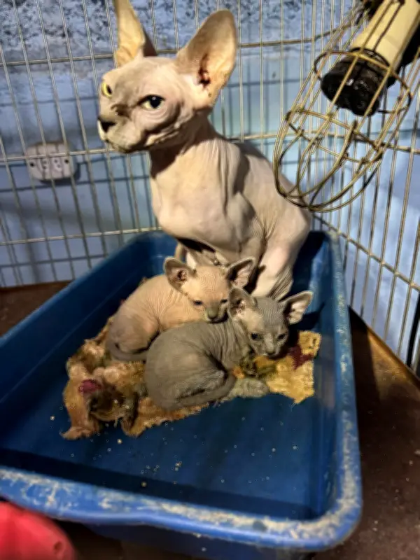 Polícia Civil resgata mais de 100 gatos em fundos falsos na Zona Leste de SP