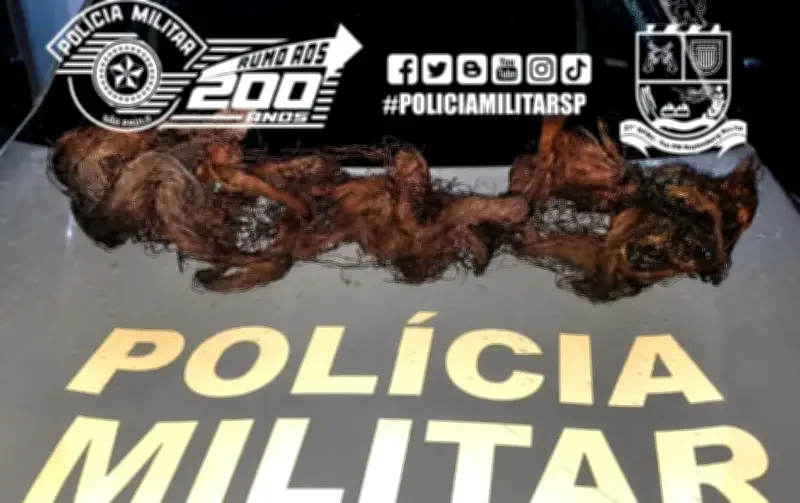 Polícia prende homem com 10 kg de cobre furtado de cabos em Jaú