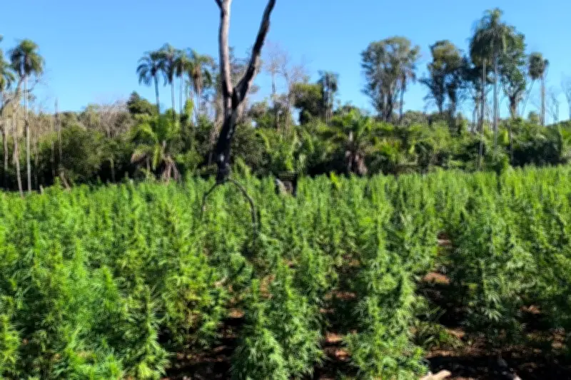 Polícia queima 18 toneladas de maconha e desmonta acampamentos no Paraguai