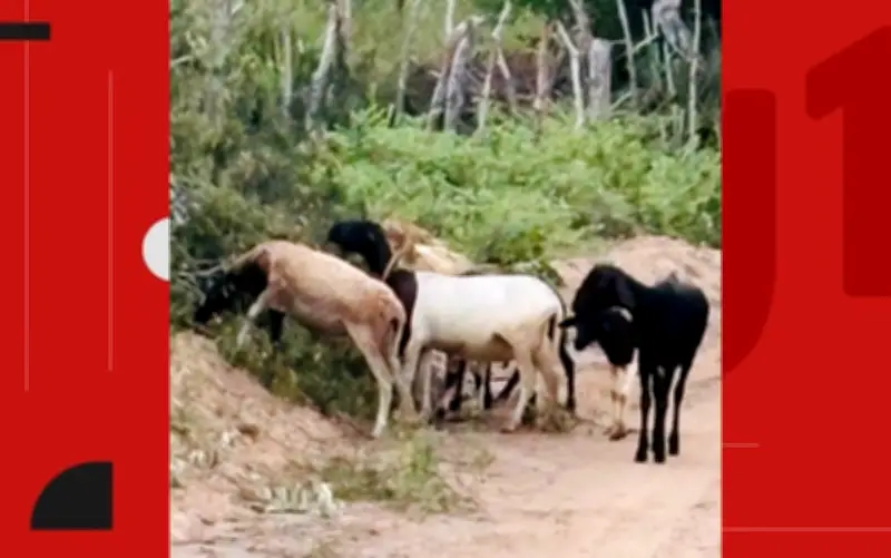 Polícia recupera sete caprinos furtados em Conceição do Coité