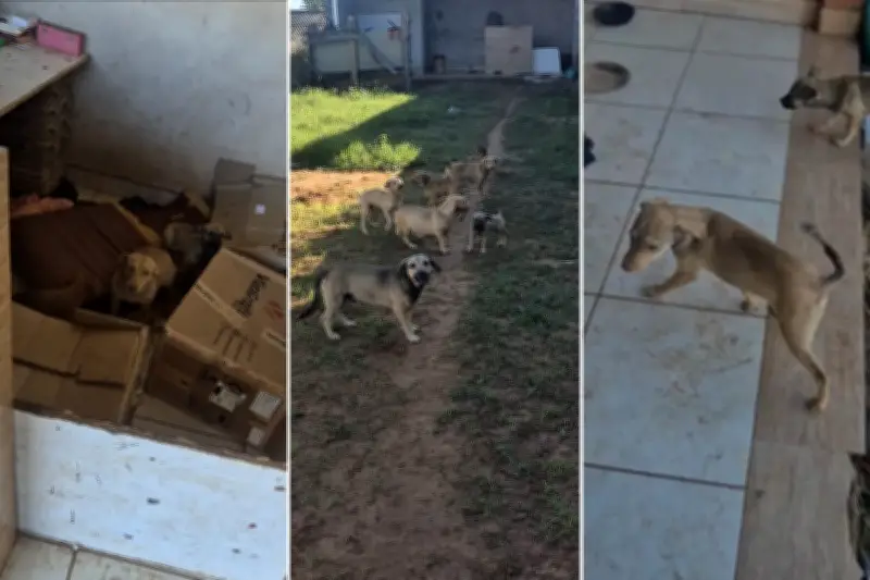 Polícia resgata 16 cães abandonados após briga em Pirapozinho (SP)