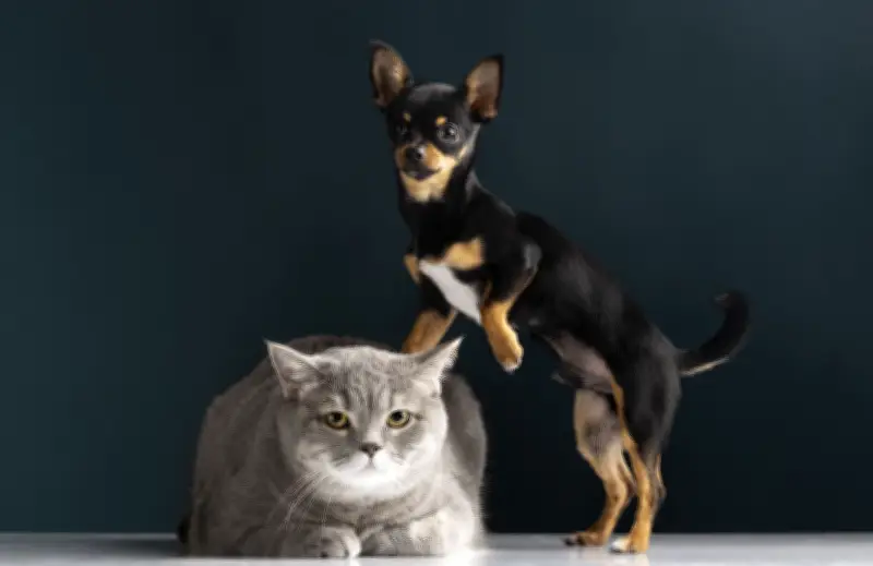 Por que cães comem de tudo e gatos são seletivos? Gene explica