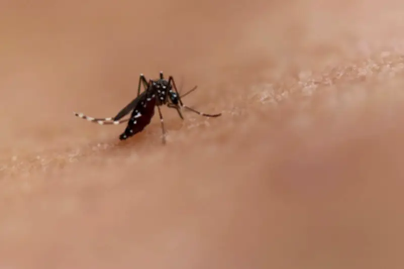 Por que coçar picada de inseto piora a coceira e inflamação