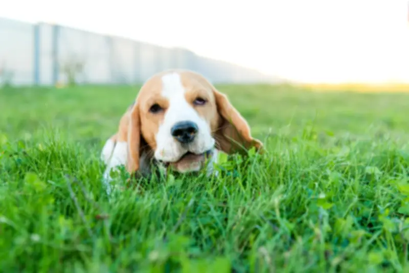 Por que os cachorros comem grama? Especialistas explicam