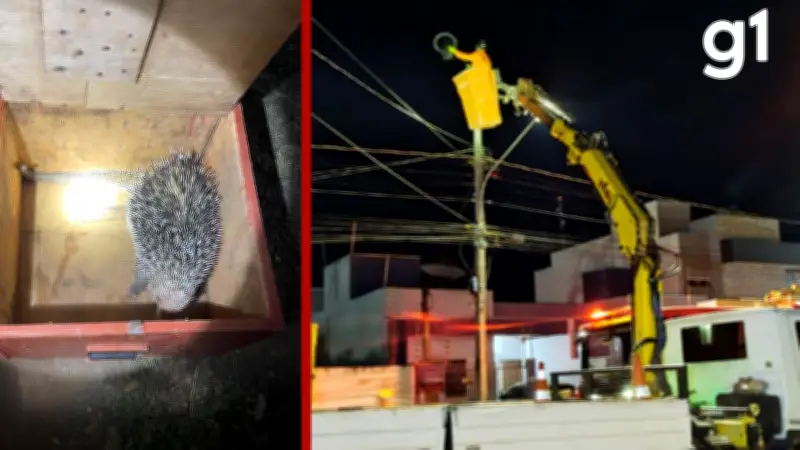 Porco-espinho é resgatado de poste de 15 m em Lucas do Rio Verde