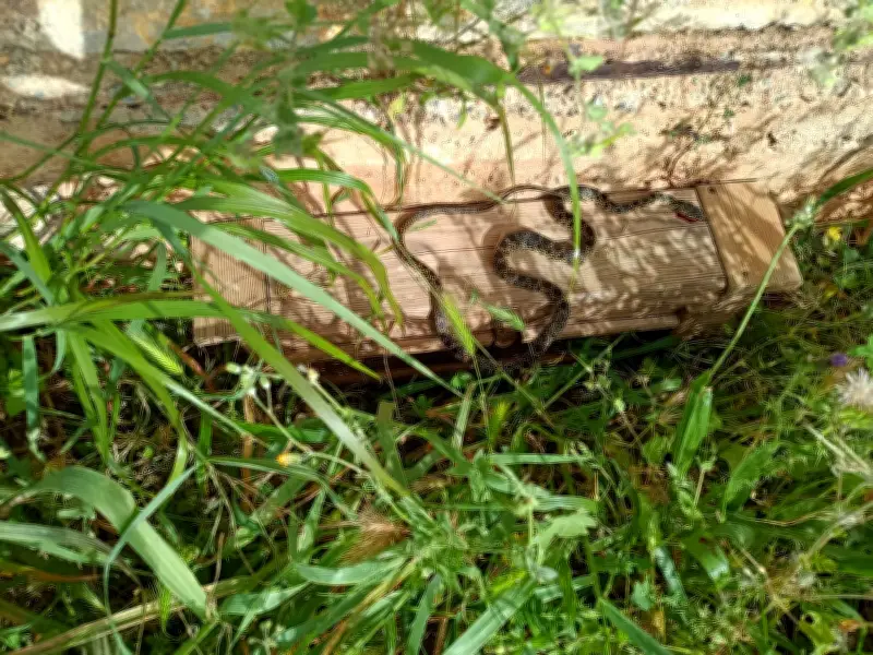 Praga de cobras ameaça Ibiza e Maiorca e põe espécie em risco de extinção