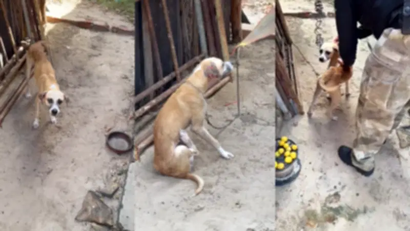 Preso por maus-tratos a cão fica proibido de adotar animais no PI