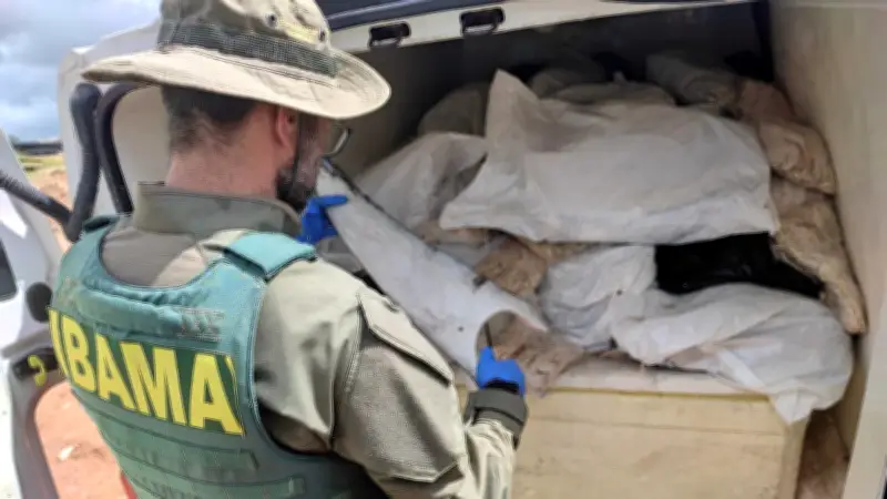 PRF apreende 1,65 tonelada de barbatanas de tubarão em Sergipe