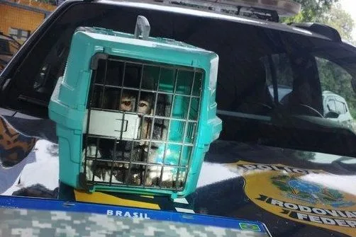PRF Resgata Macaco-Prego e Recupera Carro Roubado em Paracatu