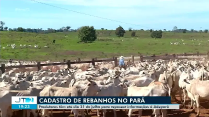 Produtores do Pará têm até 31 de julho para atualizar cadastro de rebanhos