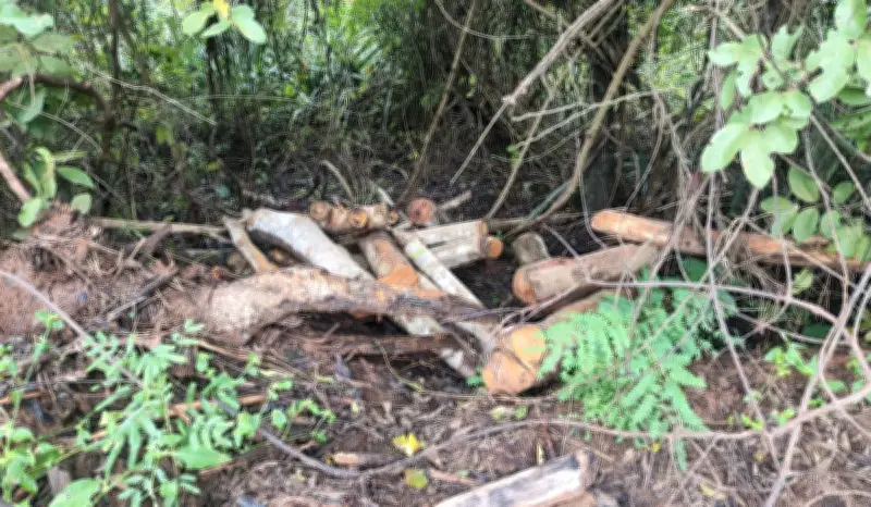 Proprietário de chácara é multado em R$ 3,6 mil por corte ilegal de árvores nativas em Presidente Prudente