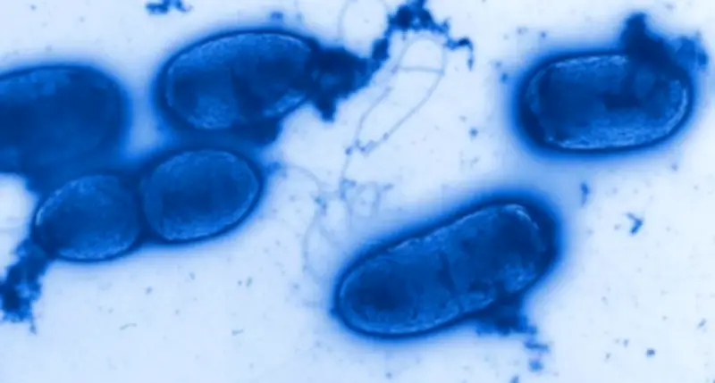 Pseudomonas aeruginosa na água Crystal: o que é a bactéria?