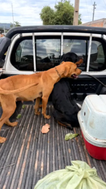 Quatro cães resgatados em situação de maus-tratos em Barra do Garças; dois presos