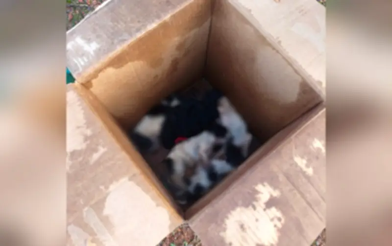 Quatro filhotes de cães mortos em caixa de papelão em Cerqueira César