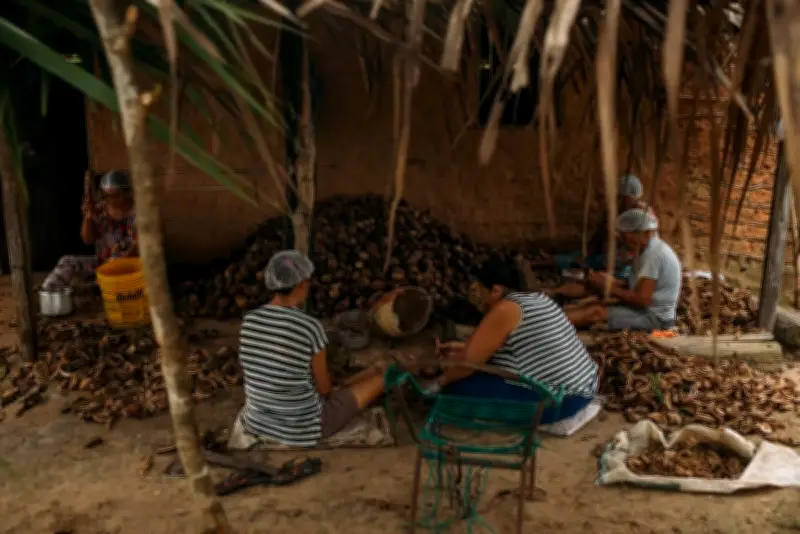 Quebradeiras de coco babaçu agora são patrimônio cultural nacional
