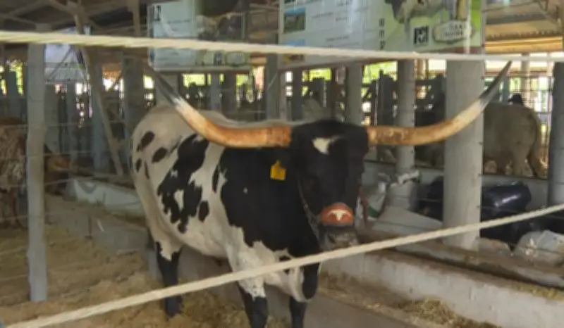 Raça bovina exótica dos EUA atrai público na Feicorte 2026 em Presidente Prudente