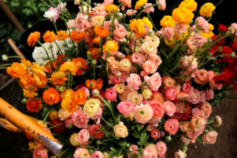 Ranúnculo italiano ganha espaço no mercado brasileiro de flores