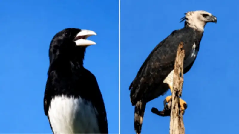 Raridade dupla: tiê-bicudo e harpia surgem em 6 minutos no MT