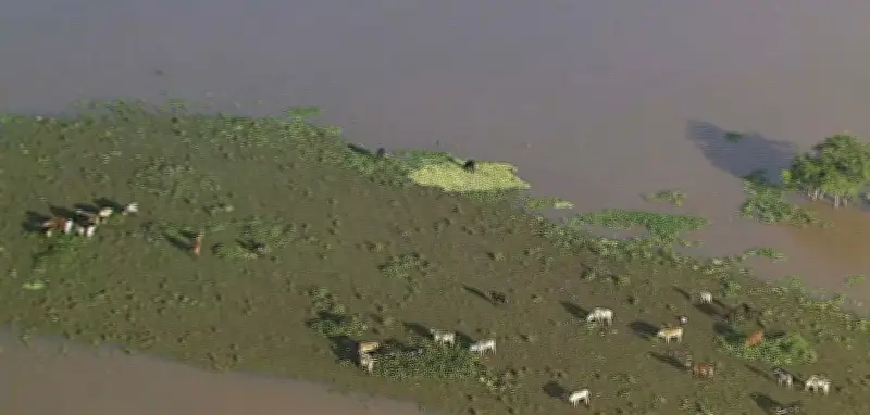 Rebanho ilhado em enchente em Goiana, PE; resgate é aguardado