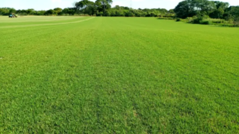 Região de Itapetininga produz 18% da grama do Brasil, aponta associação